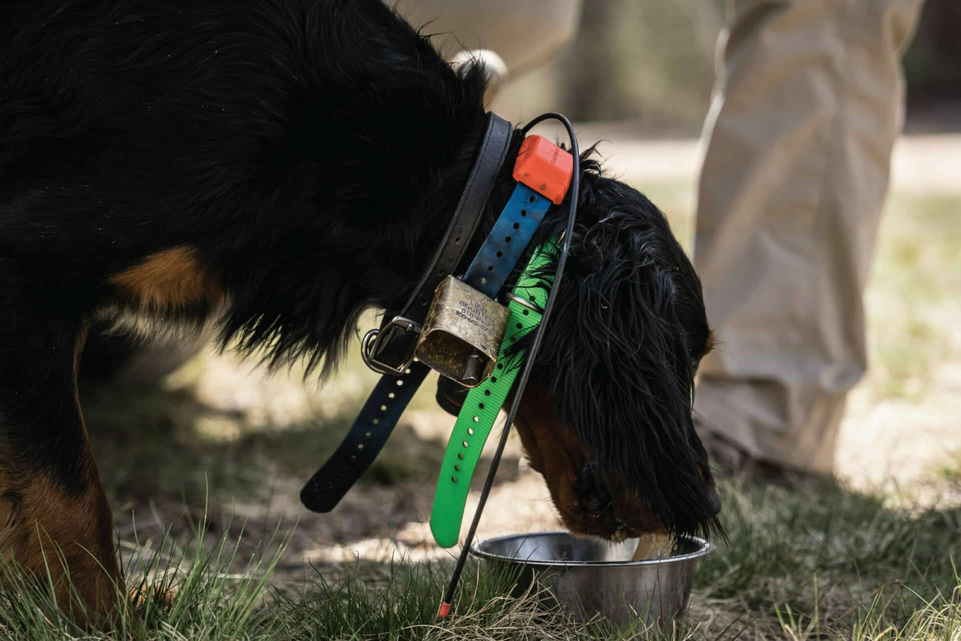 training a pointer dog