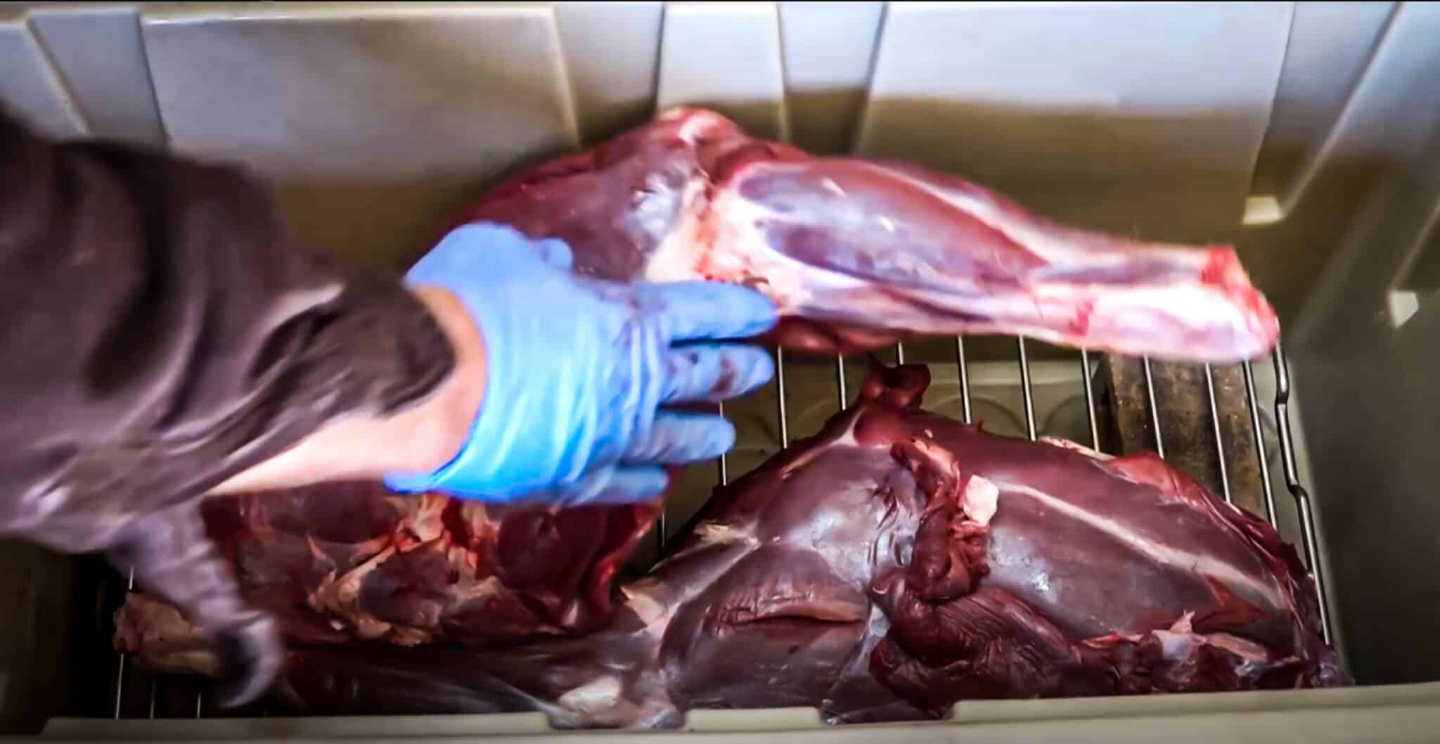 aging venison in a cooler