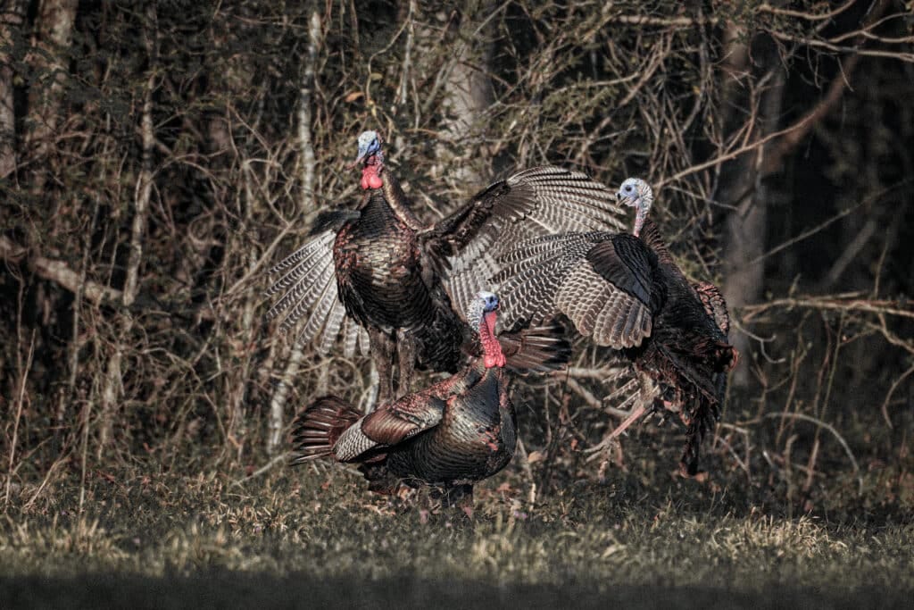 wild turkey