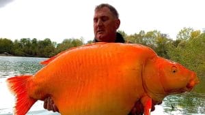 Monster Goldfish Hooked