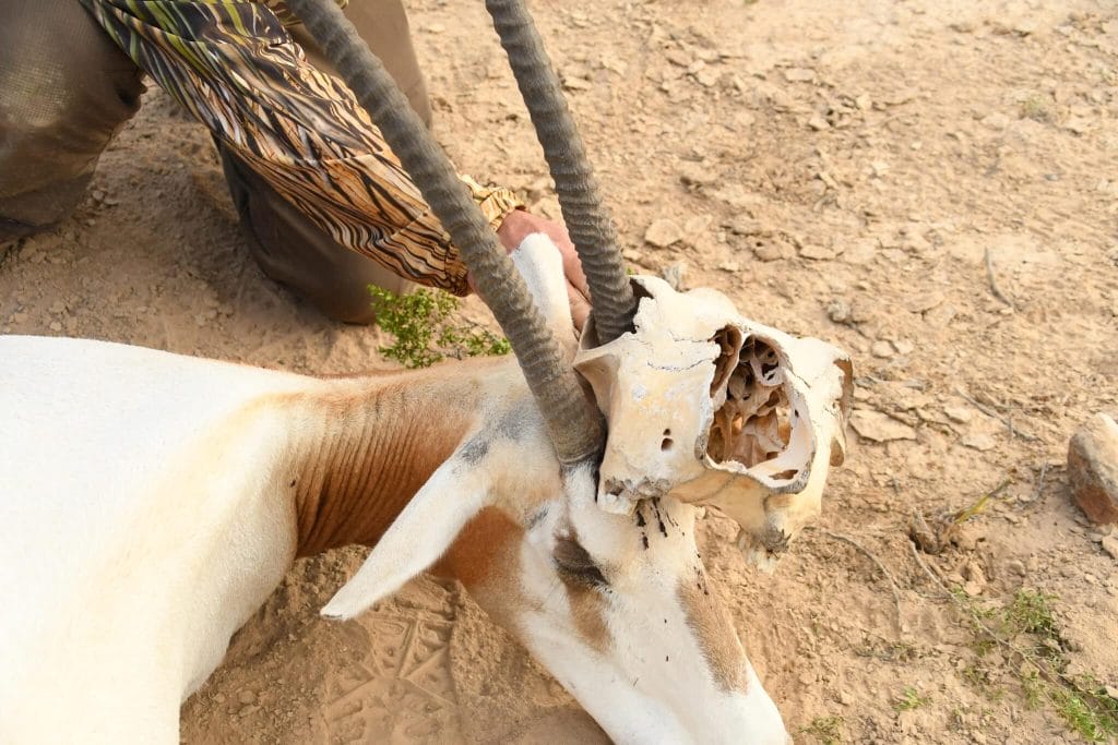 oryx with cow skull