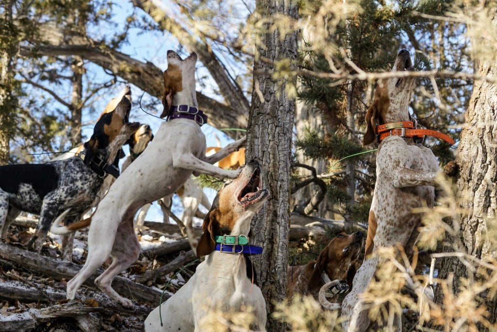 houndsman Jake Herak, Montana