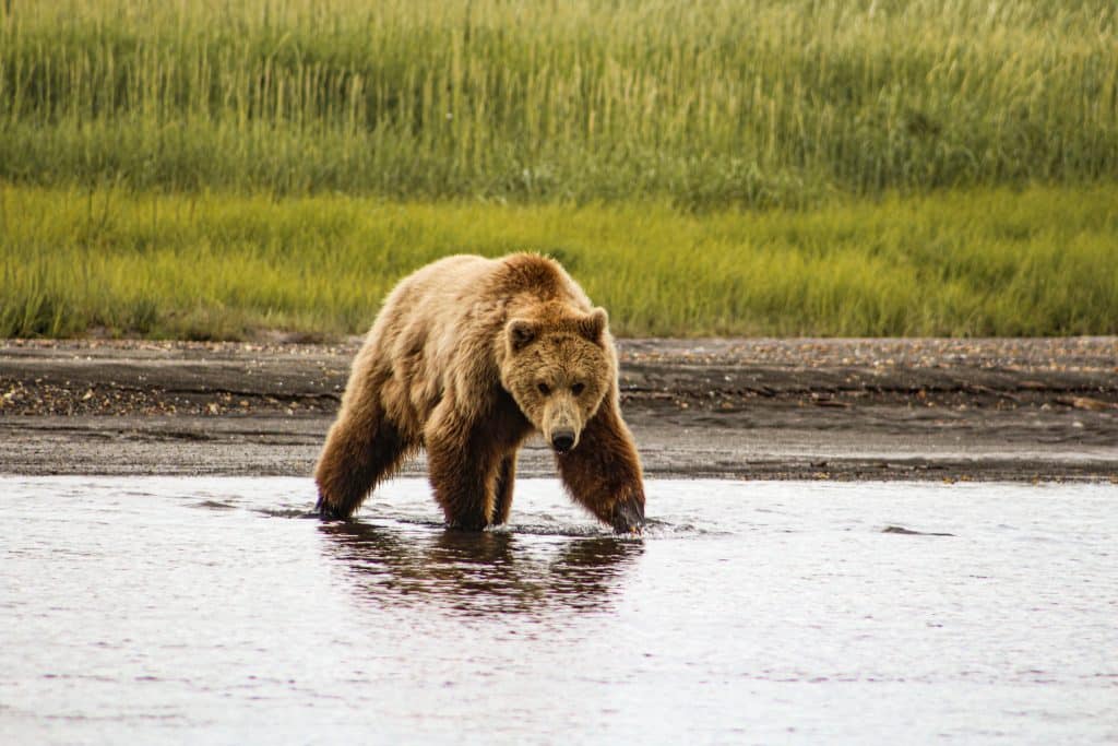 Bear Viewing in Homer