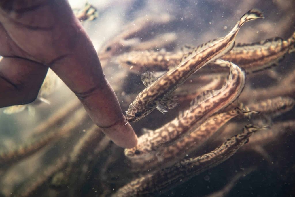 Conserving Burbot in Idaho