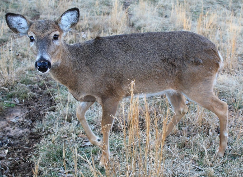 21 Late-Season Deer Hunting Mistakes 