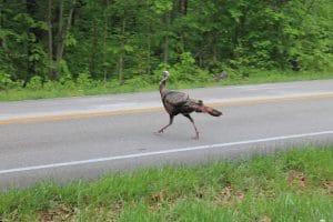 Turkey Hunting Myths