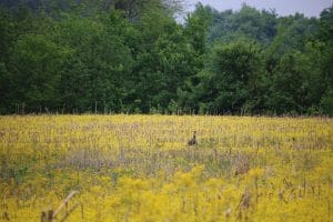 Terrain Features Turkeys Love