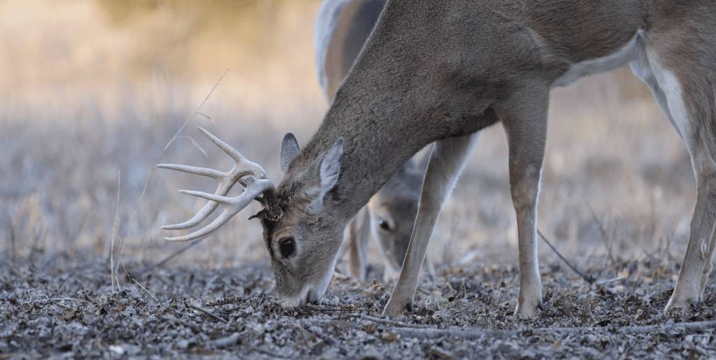 13 Jobs That Let You Deer Hunt More Often