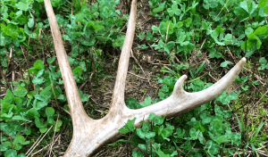 How Valuable Are Shed Antlers?