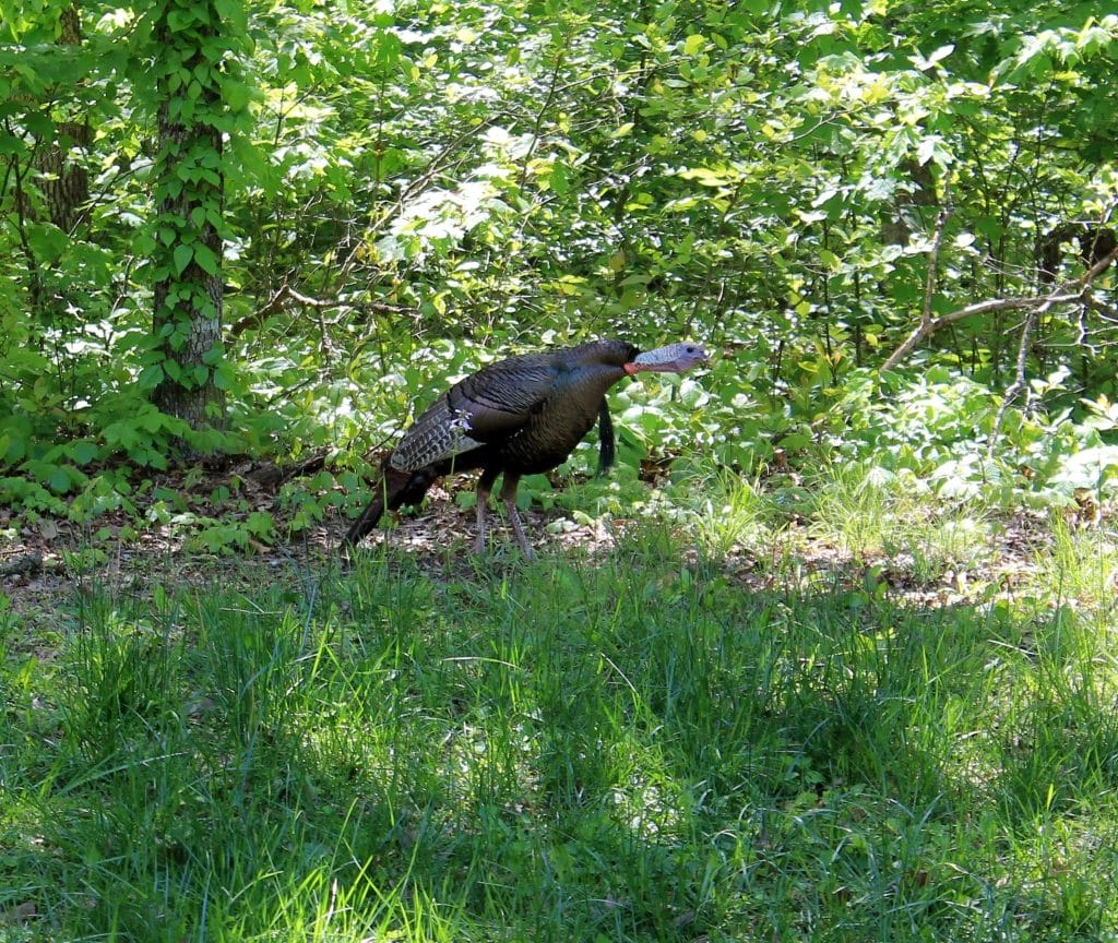 Turkey Hunting Tactics