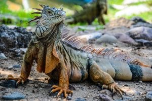 Python Cowboy Hunting Iguanas