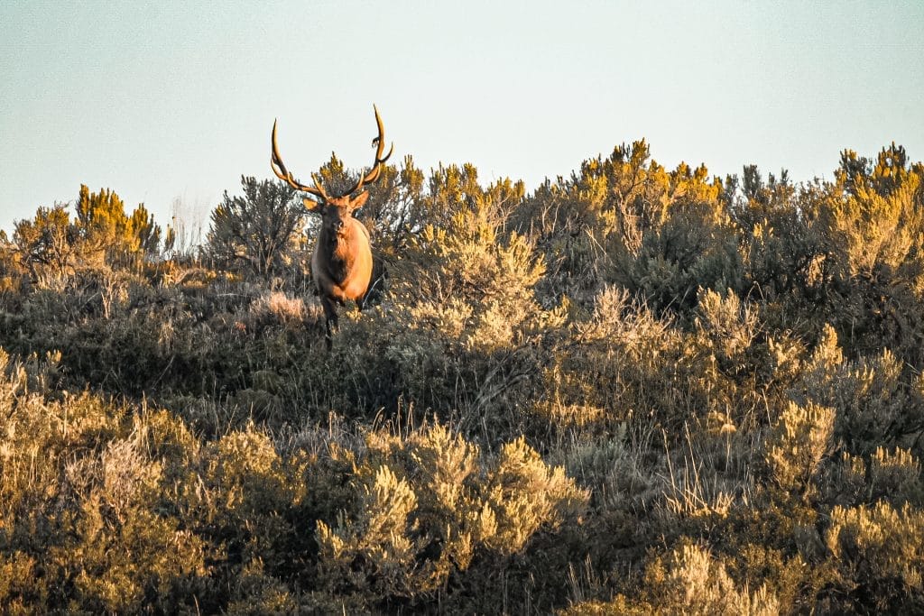 Utah Elk Hunting