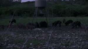 Hunting Tactics for Pressured Hogs