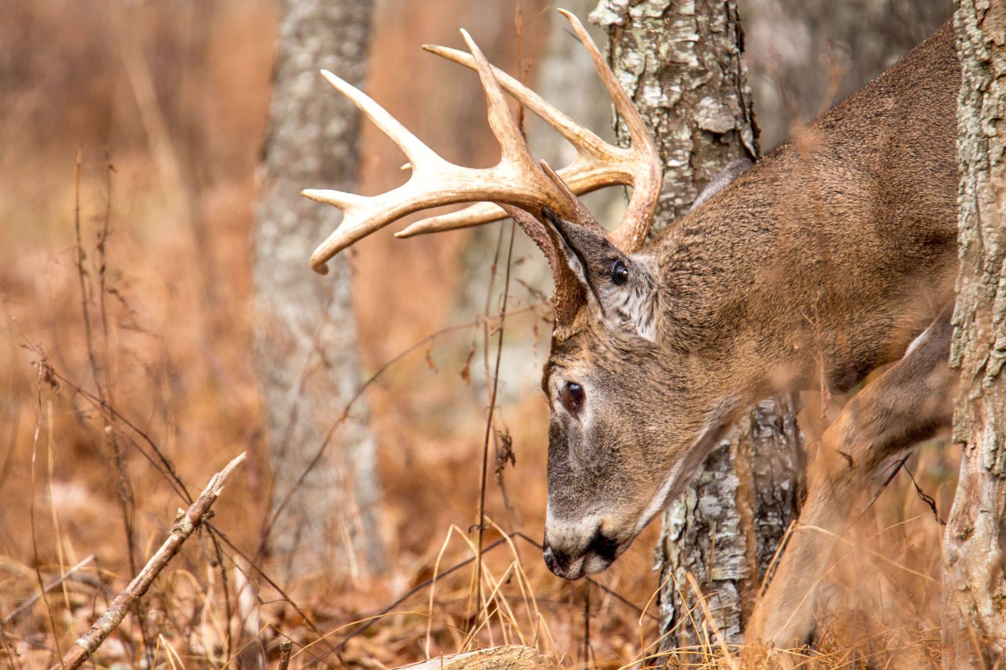 big whitetail buck