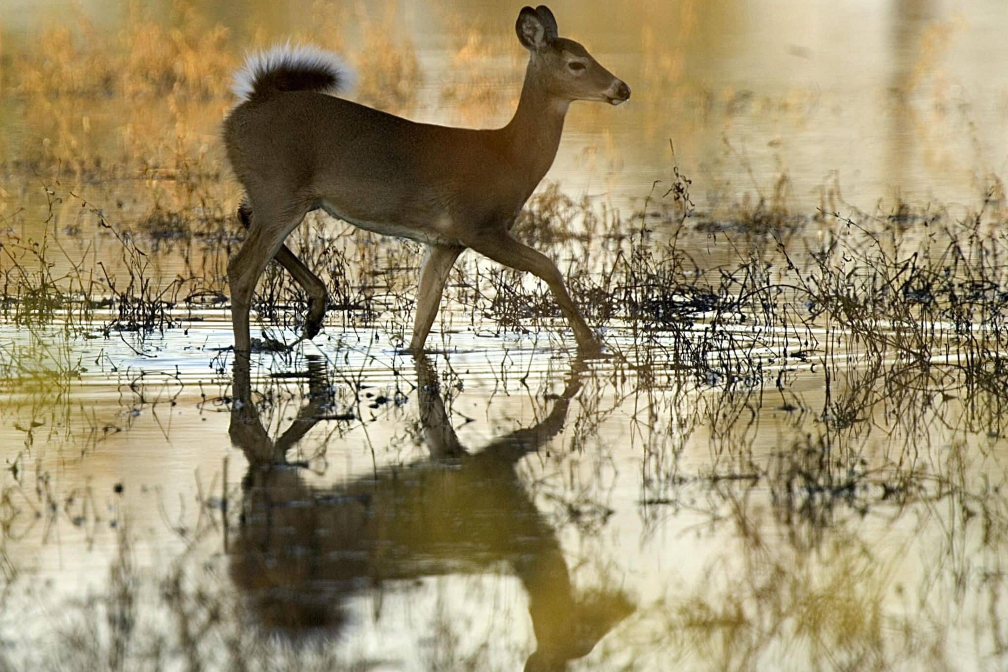 deer carcass, whitetail deer