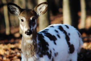 rare deer