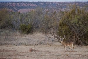 bass pro, 3 days of deals, texas whitetail