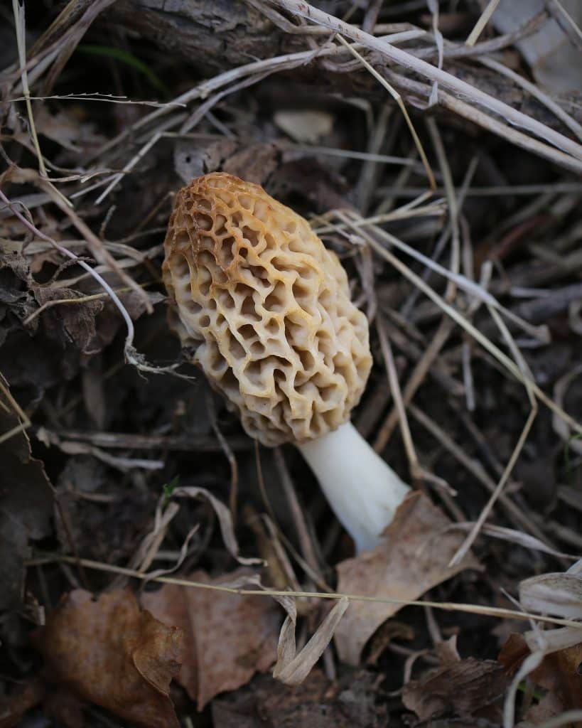 morel mushrooms