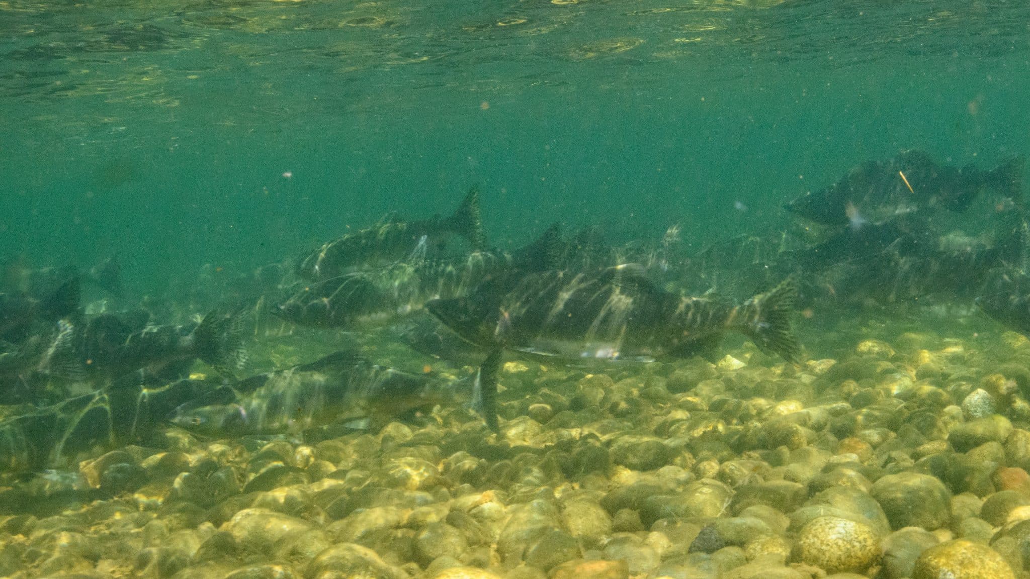 school of salmon