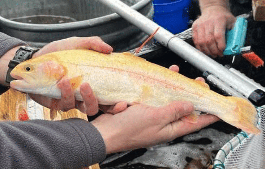 banana trout