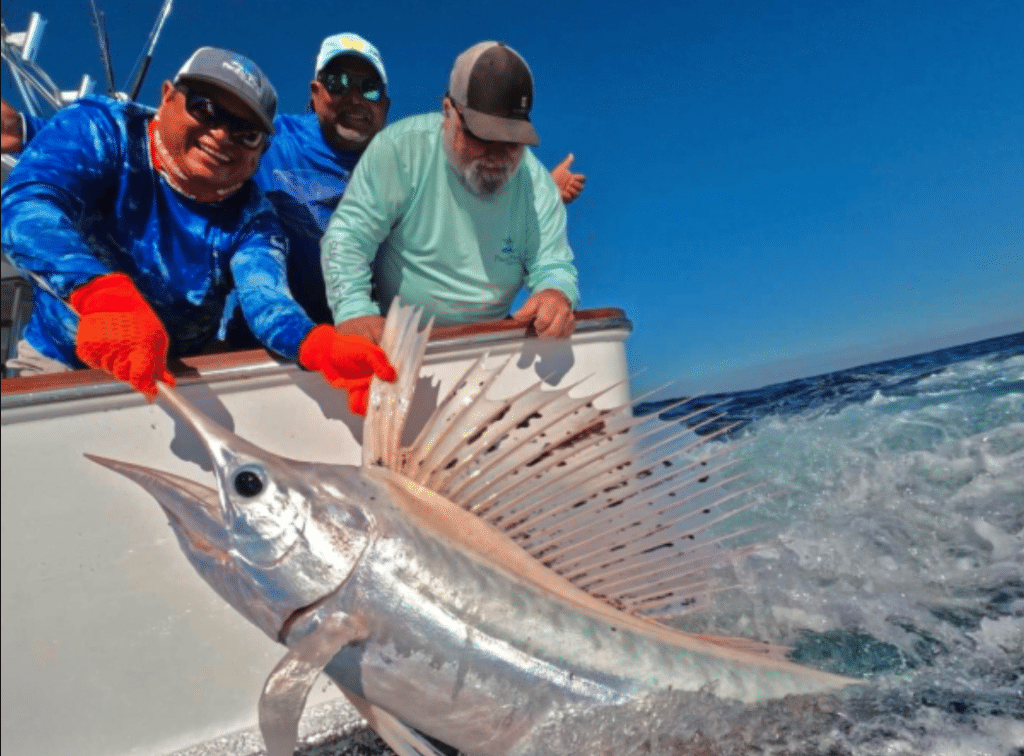 unicorn sailfish