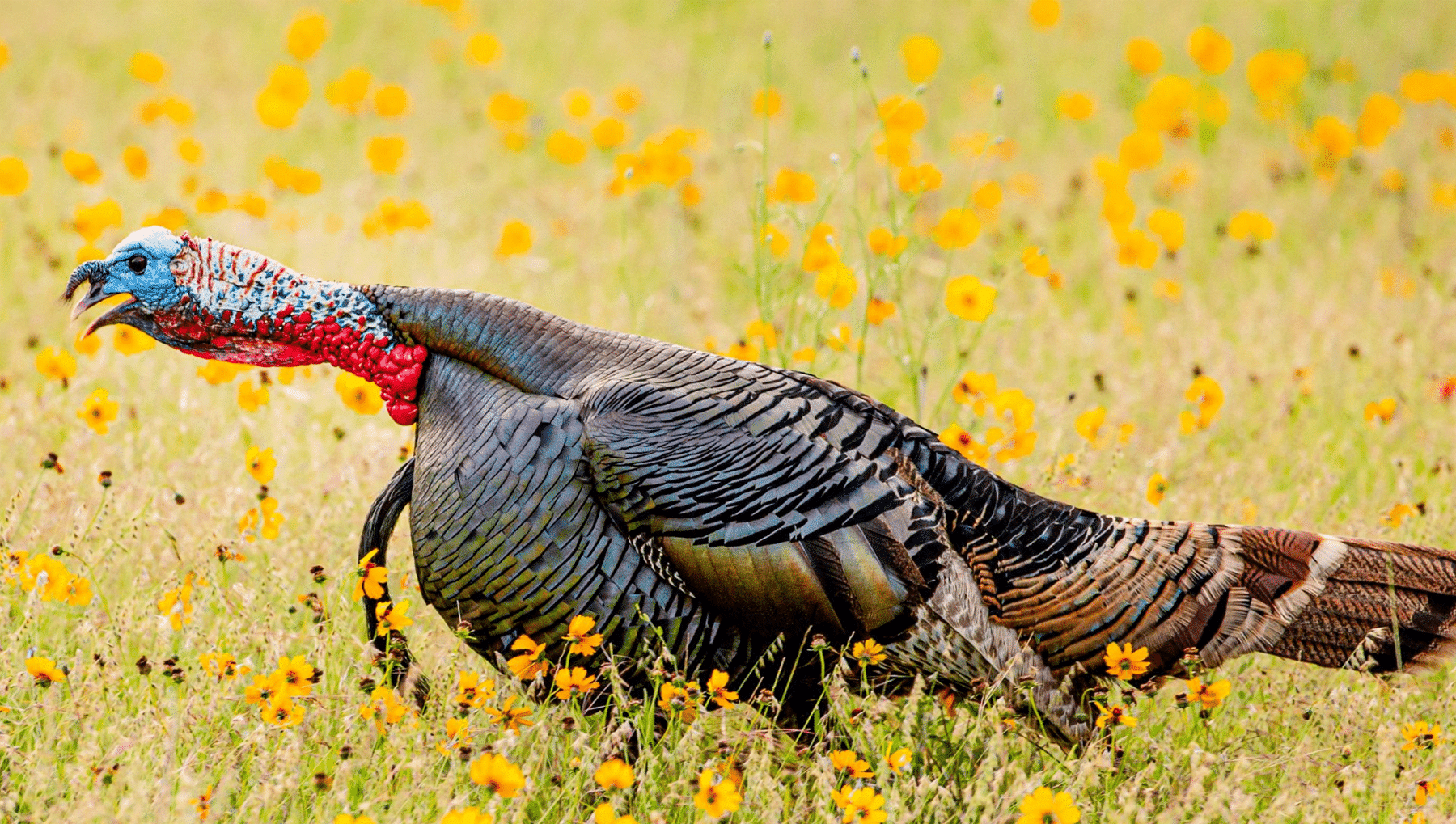 wild turkey with a long beard