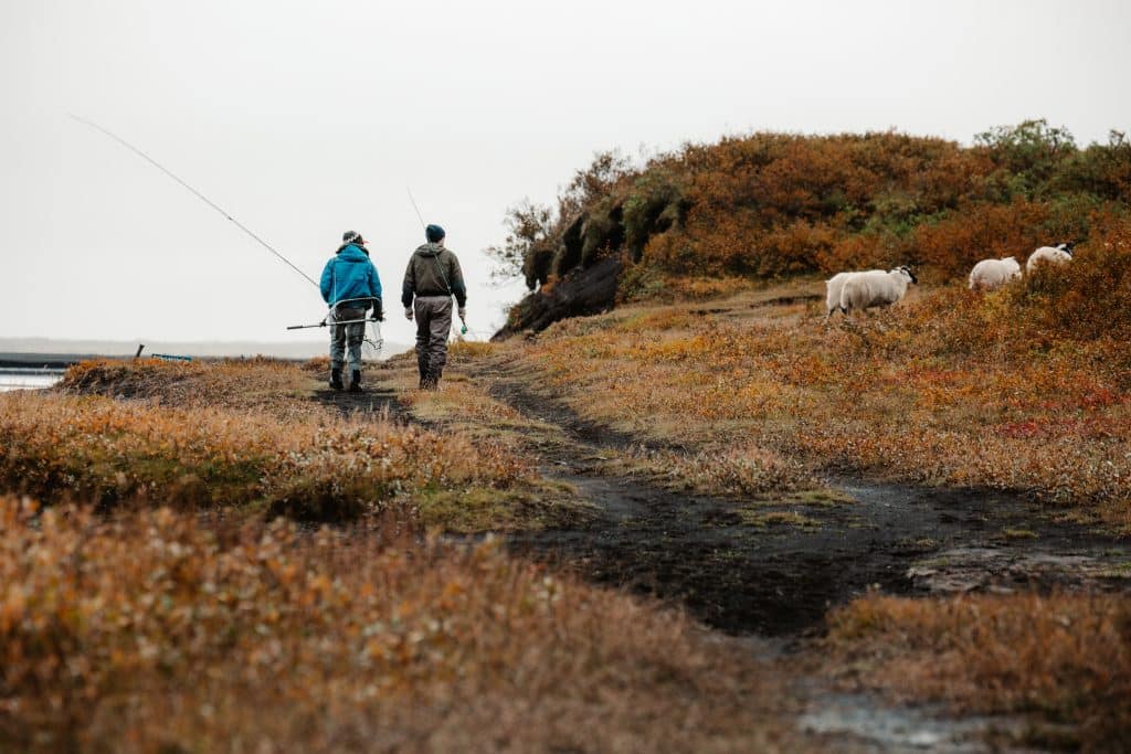 fly fishing for sea trout in iceland