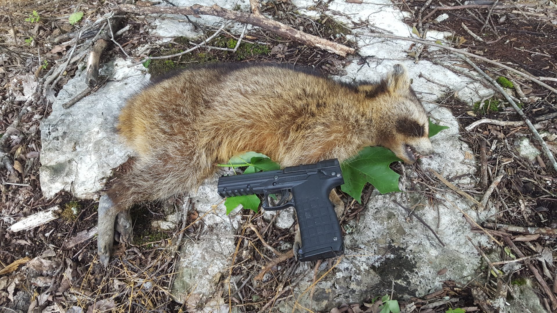 dead raccoon shot with a keltec prm 30