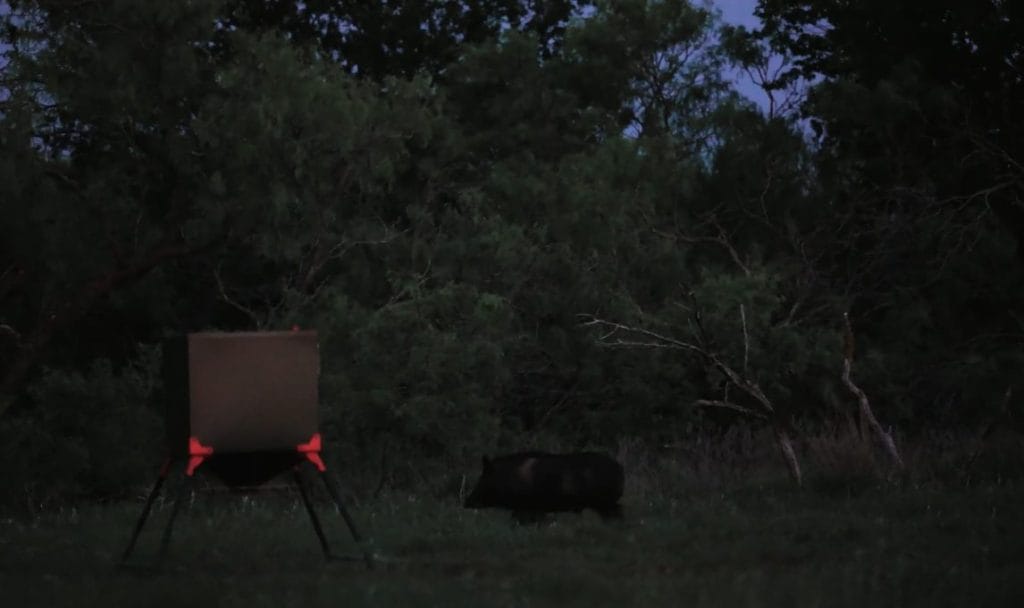 hog hunting in texas