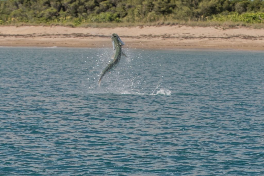 tarpon jumping