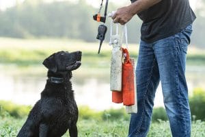 Training black Labrador retriever SPORT Dog