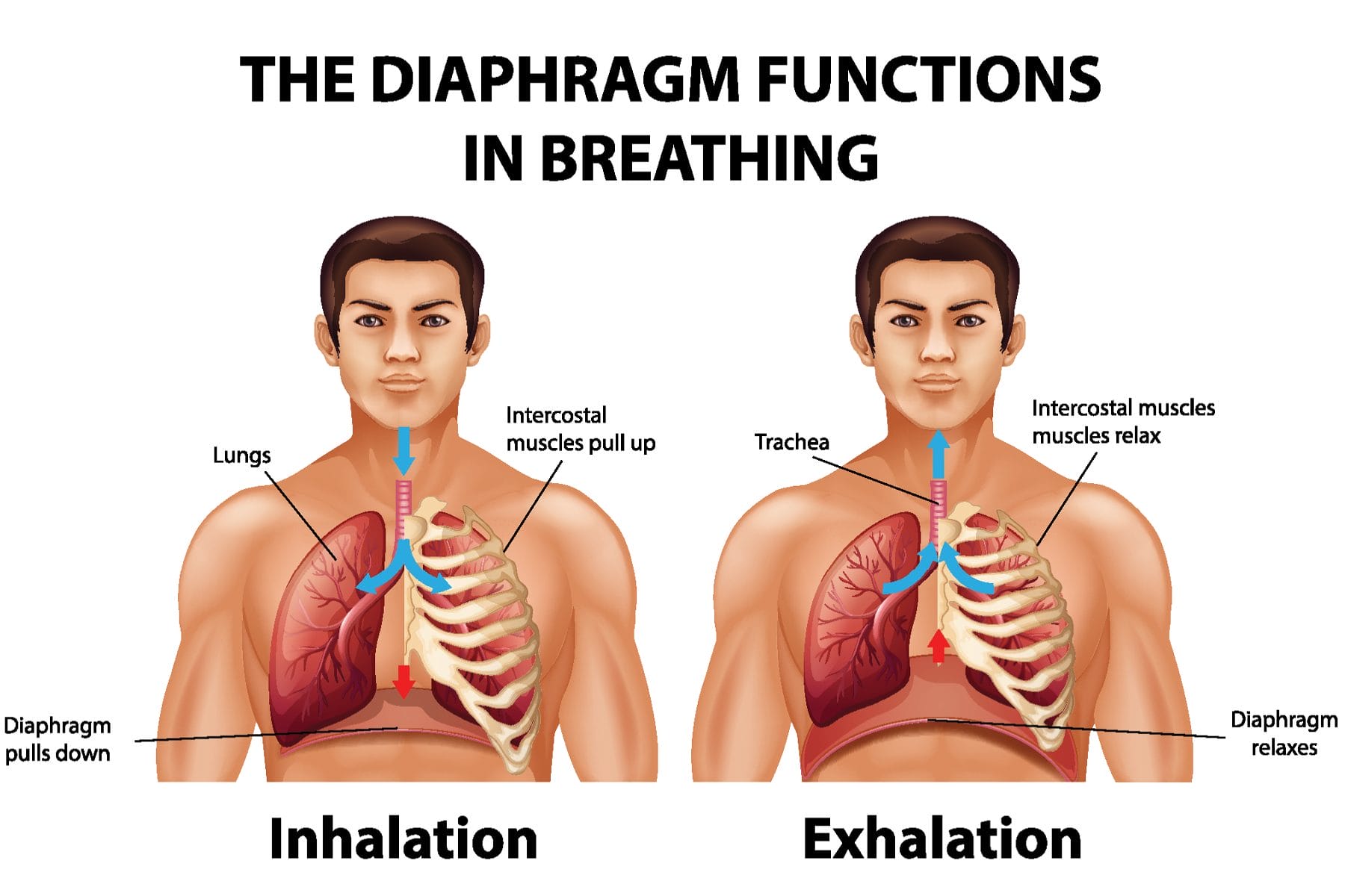 how the diaphragm works when breathing