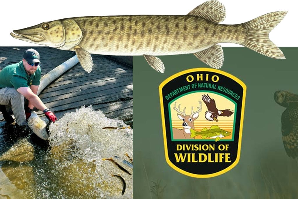 Ohio DNR to Release Tens of Thousands of Muskies