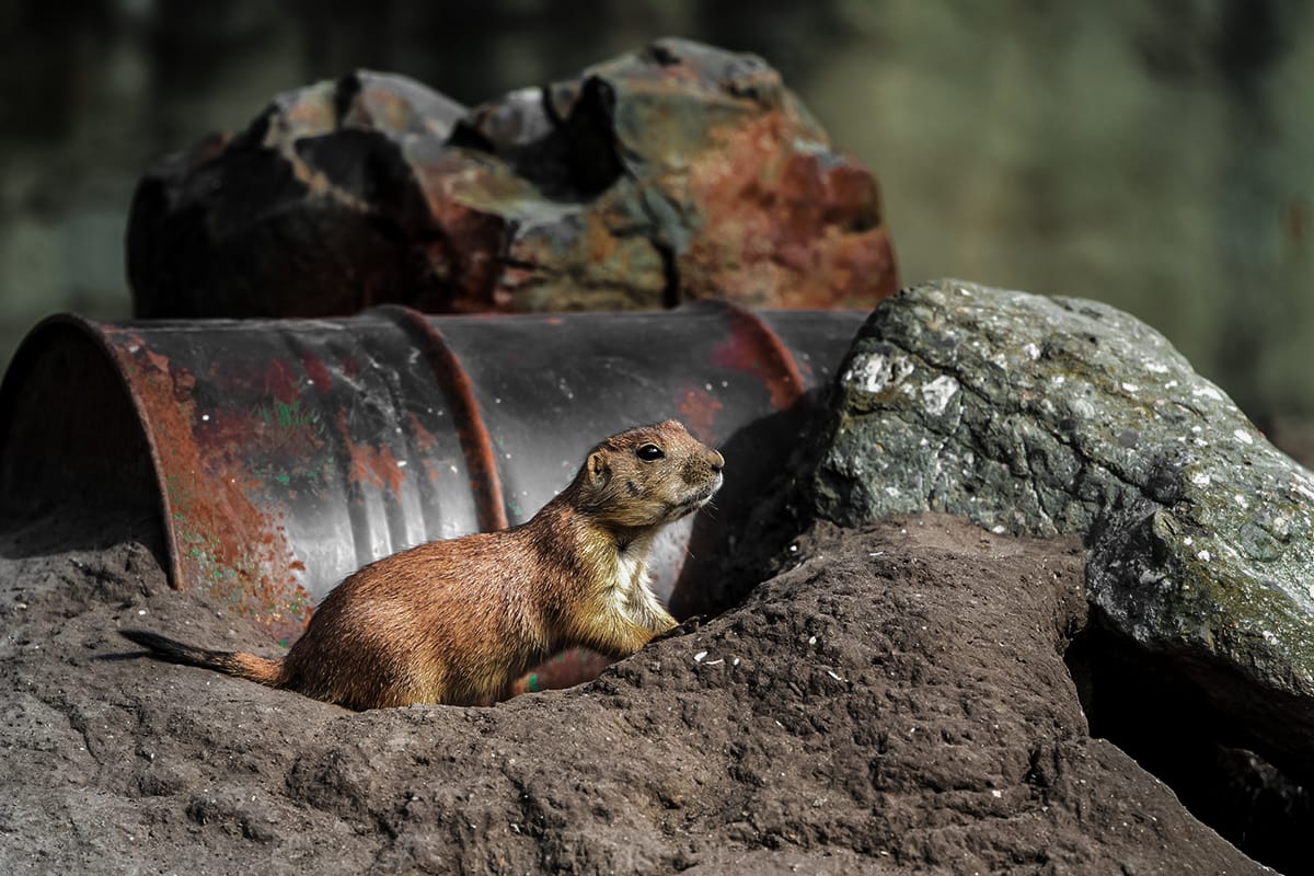 prairie dogs