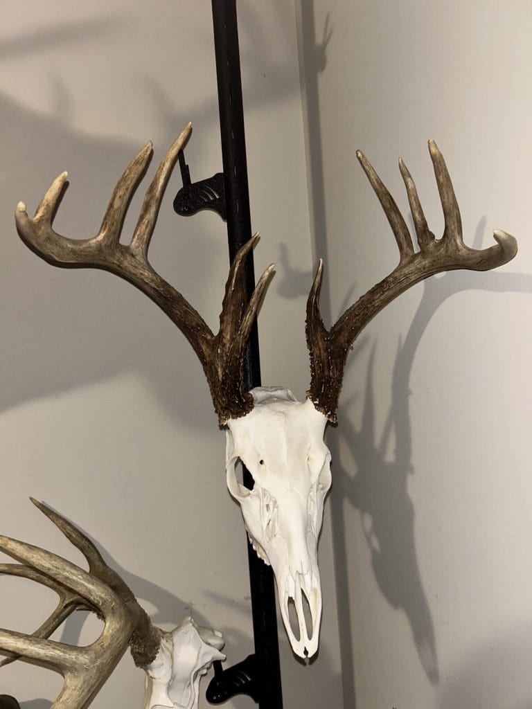 european skull mount