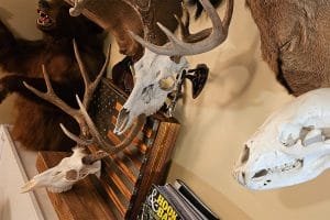 European mounts mule deer, whitetail, black bear