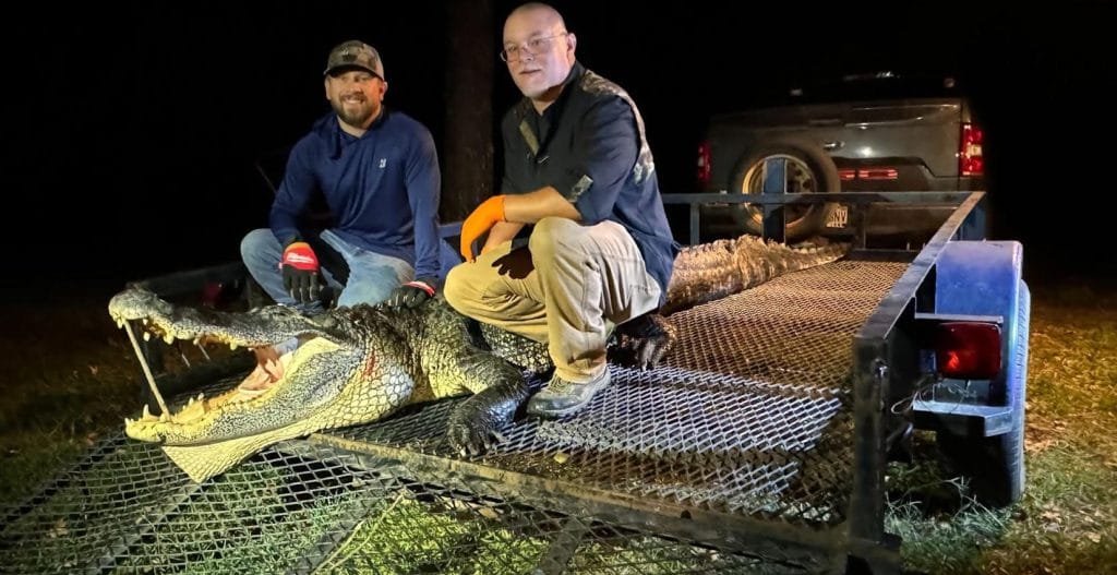 arkansas gator hunting