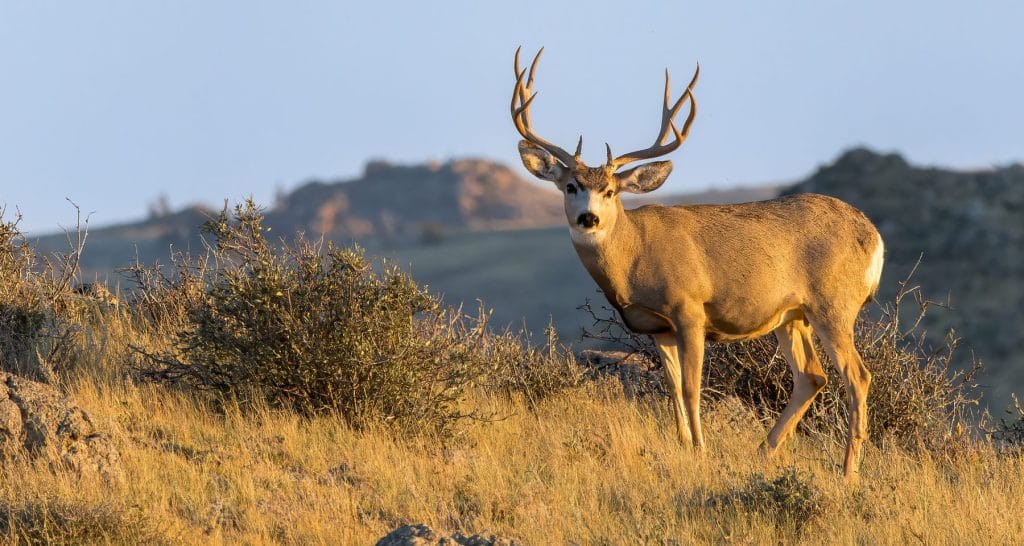 Wildlife Agency Urges Utah Hunters To Have Deer Tested For CWD 