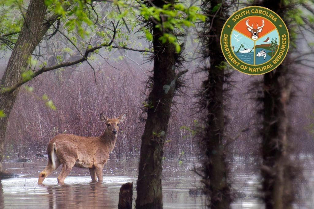 deer in flooded area