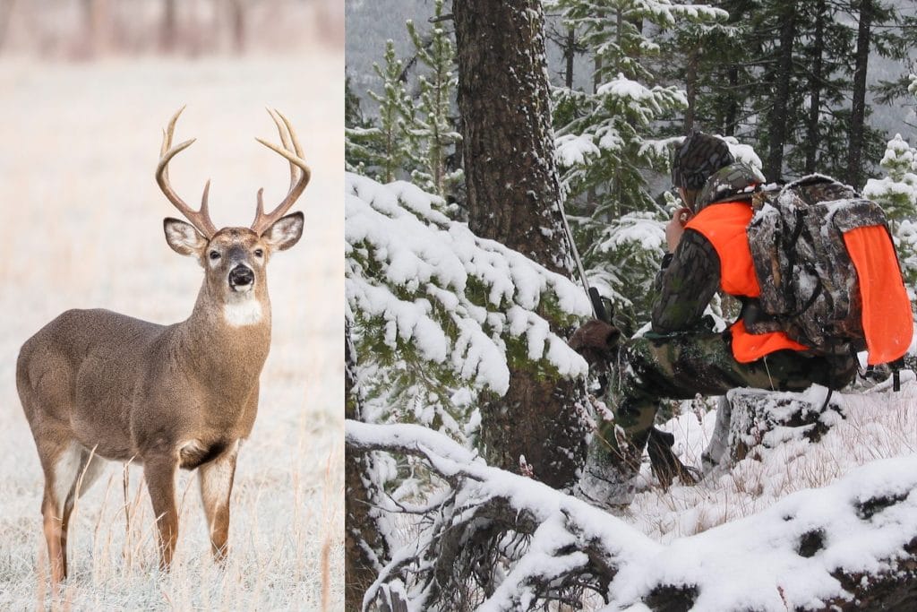 whitetail deer hunting