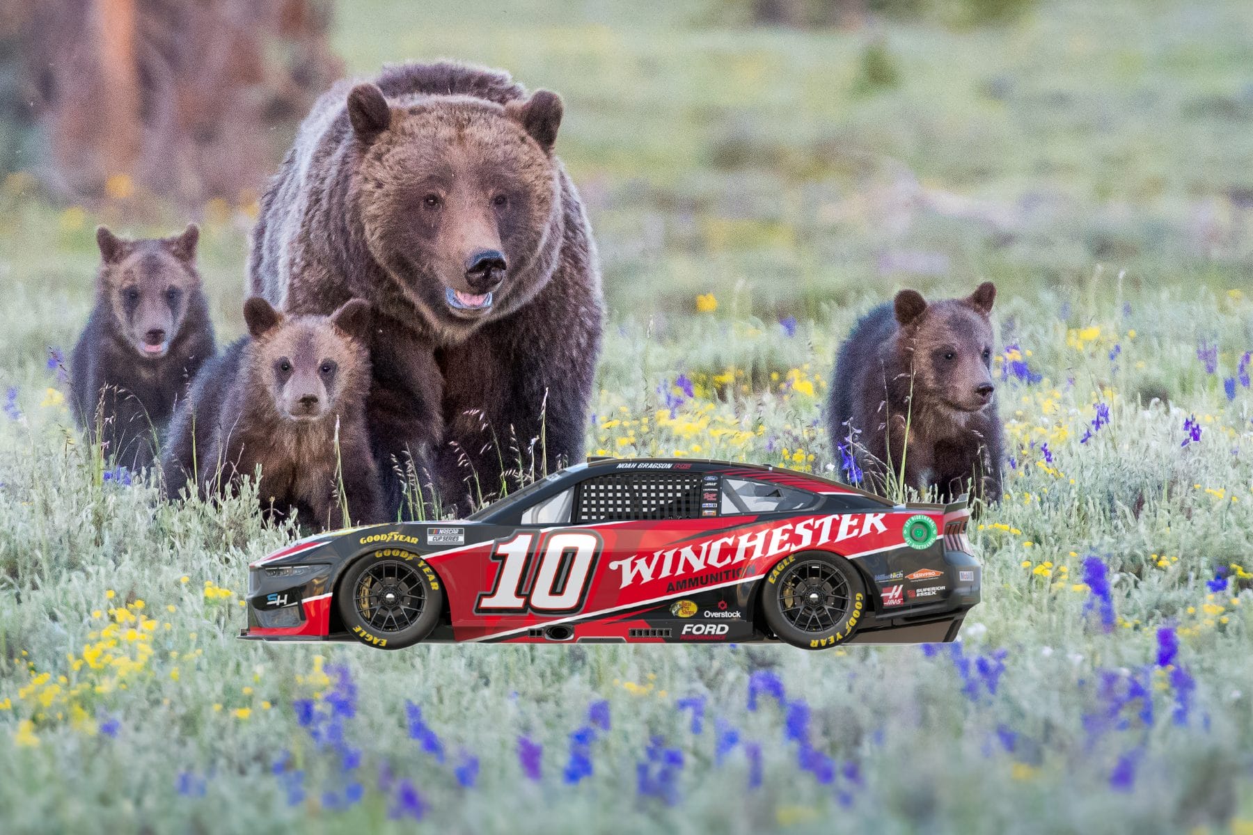 NASCAR, Dead Grizzly Bears, Tree Diseases, YouTube Censorship & More 