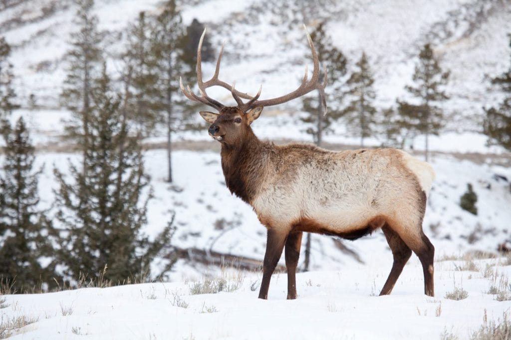 Bull elk in snow scene