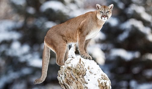 Colorado Mountain Lion Hunting Ban Fails